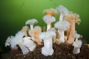 Group of orange and white Plumose anemones (Metridium senile) with Moon jellyfish