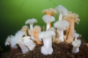 Group of orange and white Plumose anemones (Metridium senile) with Moon jellyfish