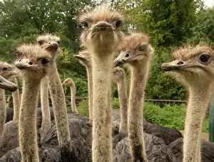Farms Prints: Group of Ostriches (Struthio camelus) juveniles aged 1 year