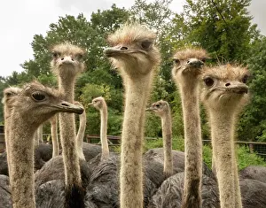 Farms Prints: Group of Ostriches (Struthio camelus) juveniles aged 1 year