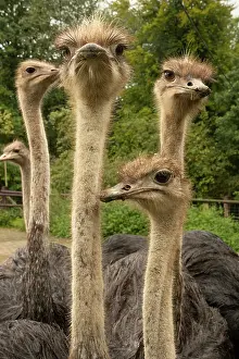 Farms Prints: Group of Ostriches (Struthio camelus) juveniles aged 1 year