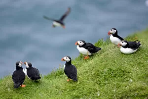Group pf Puffins (Fratercula arctica) resting on cliffs of Heimaey Island, Westman Islands, Iceland. July