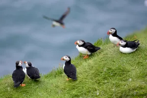 Group pf Puffins (Fratercula arctica) resting on cliffs of Heimaey Island, Westman Islands, Iceland. July