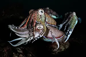 Sepiidae Prints: Group of Pharoah cuttlefish (Acanthosepion pharaonis) males