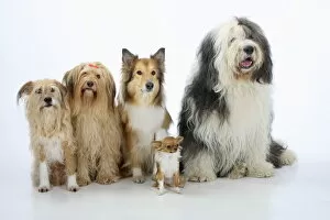 2010 Highlights Collection: Group portrait of five dogs sitting, from left to rt: two mongrels, Rough Collie