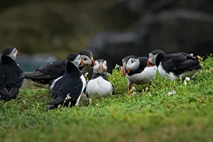 Cliff Top Prints: Group of Puffins (Fratercula arctica) perched on cliff top