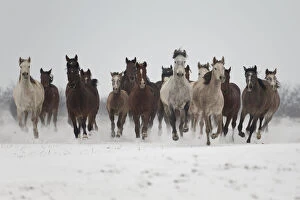 Arabian Horse Gallery: A group of Pure Arab, Shagya Arab and East Bulgarian fillies running in snow, Kabiuk National Stud