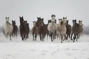 A group of Pure Arab, Shagya Arab and East Bulgarian fillies running in snow, Kabiuk National Stud