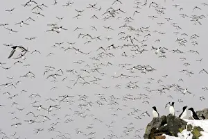 Norway Prints: Group of Razorbills (Alca torda) perched on rocks with flock of Common guillemots (Uria aalge)