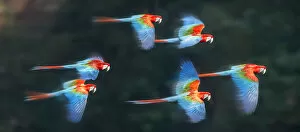 Ara Chloropterus Gallery: Group of Red-and-green macaws (Ara chloropterus) in flight over forest canopy. Buraco das Araras