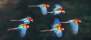 Group of Red-and-green macaws (Ara chloropterus) in flight over forest canopy. Buraco das Araras