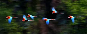 Follow Prints: Group of Red-and-Green Macaws or Green-winged Macaws (Ara chloropterus) in flight over forest canopy