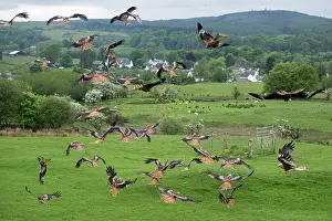 Accipitriformes Prints: Group of Red kites (Milvus milvus) landing at feeding station