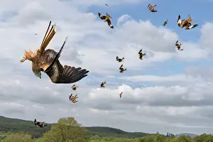 Accipitriformes Prints: Group of Red kites (Milvus milvus) swooping down to feed at feeding station