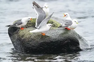 Larus Brevirostris Prints: Group of Red-legged kittiwakes (Rissa brevirostris) adults in breeding plumage