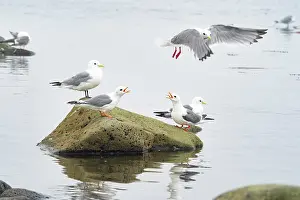 Larus Brevirostris Prints: Group of Red-legged kittiwakes (Rissa brevirostris) perched on a rock along the shore
