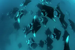 Maldive Islands Prints: Group of Reef manta rays (Manta alfredi) chain-feeding on plankton
