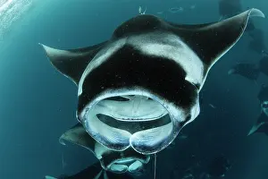 Maldive Islands Prints: Group of Reef manta rays (Manta alfredi) filter feeding on plankton