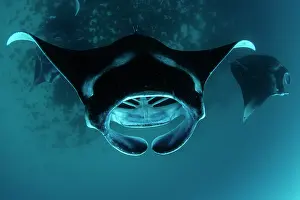 Maldive Islands Prints: Group of Reef manta rays (Manta alfredi) filter feeding on plankton