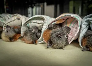 Animal Care Prints: Group of rescued