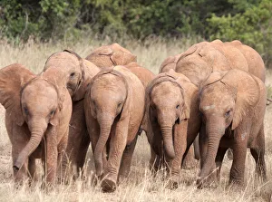 A group of rescued orphan baby Elephants (Loxodonta africana)