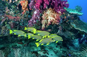 Endemic Prints: Group of Ribbon sweetlips (Plectorhinchus polytaenia) swimming over coral reef with soft corals (Dendronephthya sp)