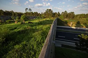 Grazing Prints: Group of Roe deers (Capreolus capreolus) grazing on a wildlife crossing above the A10 highway