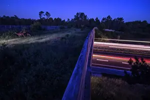 Grazing Prints: Group of Roe deers (Capreolus capreolus) grazing on a wildlife crossing above the A10 highway at night