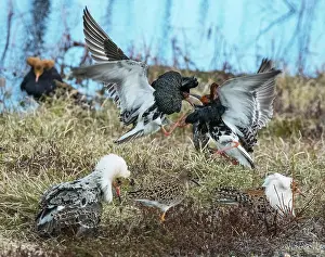 Lapland Prints: Group of Ruffs (Calidris pugnax) male