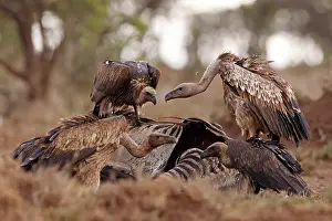 Group of Ruppell's griffon vultures (Gyps rueppellii) and White-backed vultures (Gyps africanus) feeding on a carcass, El Karama Wilderness Conservancy, Kenya