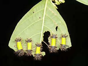 Images Dated 23rd July 2020: Group of saddleback moth caterpillars (Acharia hyperoche