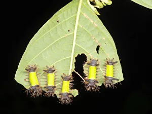 Group of saddleback moth caterpillars (Acharia hyperoche