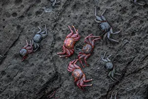 Grapsus Prints: Group of Sally Lightfoot crabs (Grapsus grapsus) resting on rocks at the shore