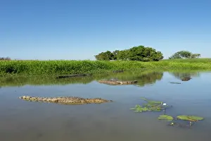 Crocodilian Prints: Group of Saltwater crocodiles (Crocodylus porosus) congregating in shallow water in the dry season
