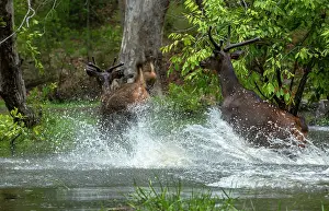 Fleeing Prints: Group of Sambar deers (Rusa unicolor) running out of water in panic