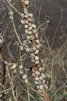 Invasive Prints: Group of Sandhill snails (Theba pisana) resting on woody plant stem, Portugal. June
