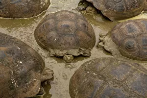 Vulnerable Collection: Group of Santa Cruz giant-tortoises (Chelonoidis porteri) wallowing in mud, Santa Cruz Island
