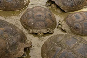 Vulnerable Collection: Group of Santa Cruz giant-tortoises (Chelonoidis porteri) wallowing in mud, Santa Cruz Island