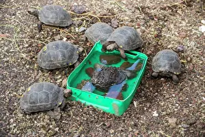 Testudinidae Prints: Group of Santiago giant tortoises (Chelonoidis darwini) gathered around drinking bowl