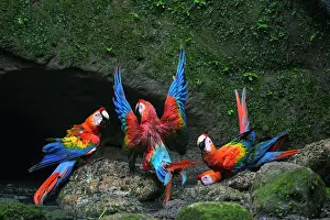 True Parrot Prints: Group of Scarlet macaws (Ara macao) gathering at cave clay lick at base of a cliff along the Napo River
