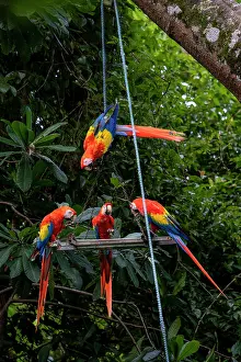 Arini Prints: Group of Scarlet macaws (Ara macao) perched at a feeding platform