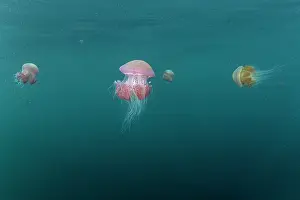 Banda Sea Prints: Group of Sea tomato jellyfish (Crambione mastigophora) drifting in ocean