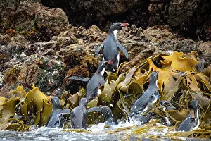 Sphenisciformes Prints: Group of Snares crested penguins (Eudyptes robustus) exiting water on to rocky shore