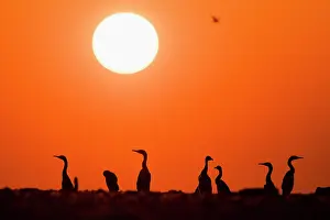 Middle East Prints: Group of Socotra cormorants (Phalacrocorax nigrogularis) at breeding colony