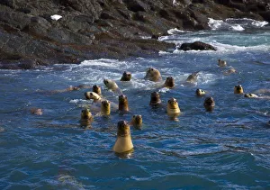 Group of South American fur seals (Arctocephalus australis) swimming near the rocky shore