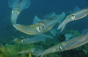 South Australia Prints: Group of Southern calamari squid (Sepioteuthis australis) arriving to lay eggs at Aldinga Reef