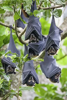 Images Dated 11th January 2022: Group of Spectacled flying fox (Pteropus conspicillatus) roosting in daytime camp in rainforest