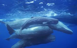Group of Sperm whales {Physeter macrocephalus} socialising, adults and newborn calf