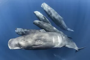 Images Dated 18th April 2016: Group of Sperm whales (Physter macrocephalus) family group swimming together, Indian Ocean, March
