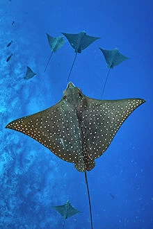 September 2022 Highlights Collection: Group of Spotted eagle rays (Aetobatus narinari) swimming above the outer reef drop off